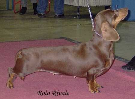 Rolo Rivale v.d. Mibafs Hoeve | Dachshund 