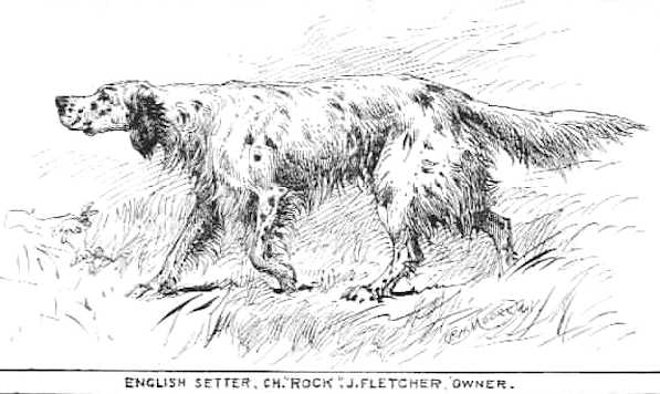 Rock [Fletcher's] | English Setter 