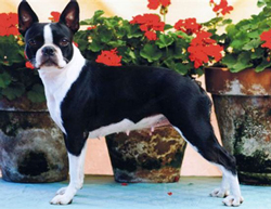 Fortune Cookie | Boston Terrier 