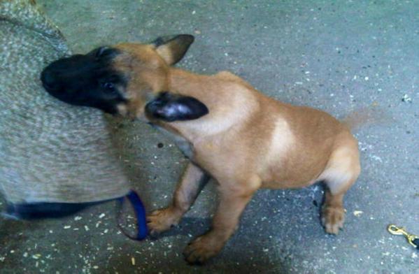 Lexinator van Joefarm | Belgian Malinois 