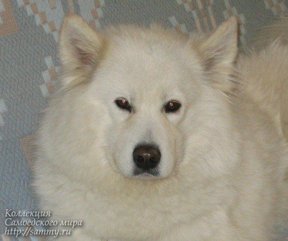 Beloe Chudo Tarusa | Samoyed 