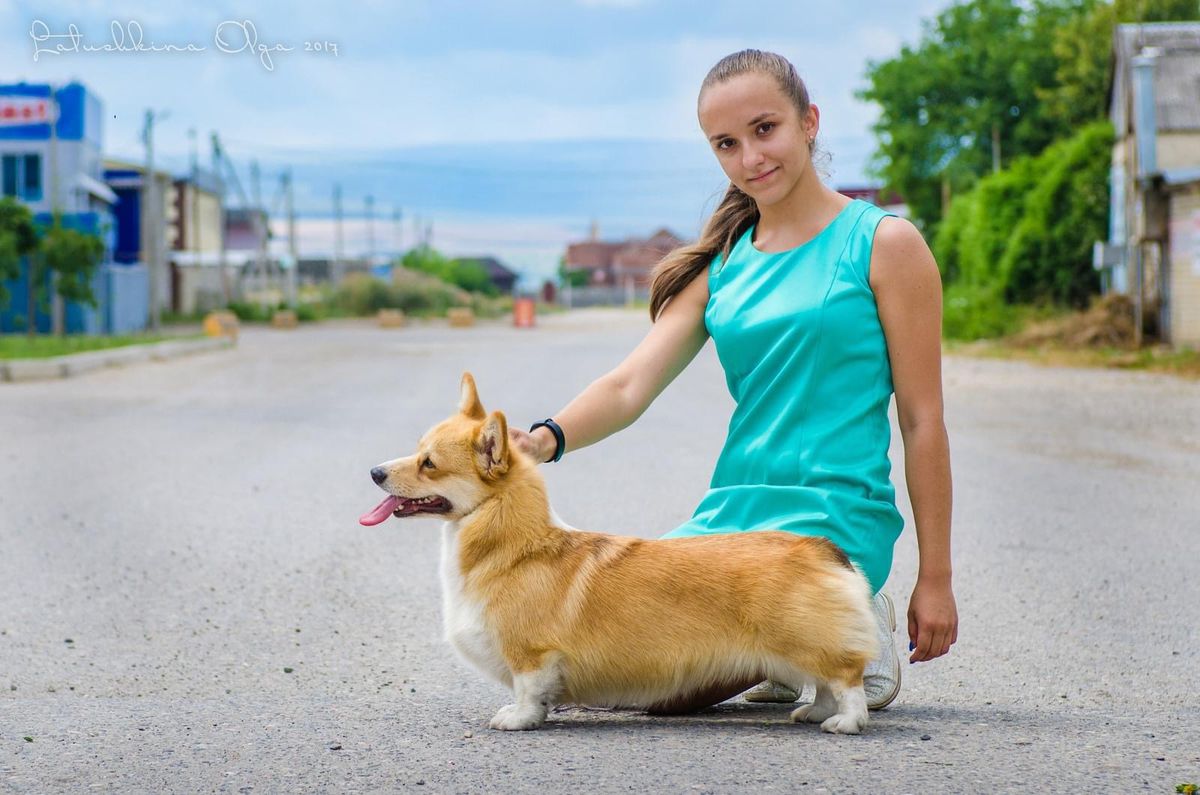 LEGI ARTIS HAS ALL  MY LOVE | Pembroke Welsh Corgi 