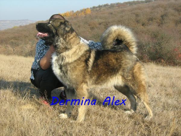 Dermina Alex Zita | Caucasian Mountain Dog 