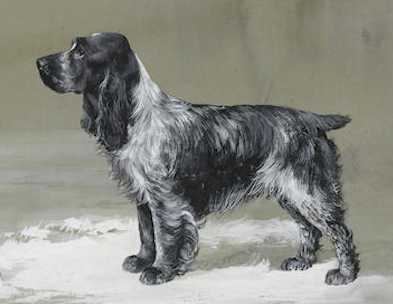 Miss Megan of Solway | English Cocker Spaniel 