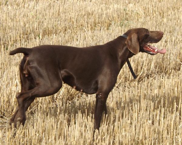 Fraulein de la Porte de Becray | German Shorthaired Pointer 