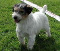 Myrmidon Jack Leader | Jack Russell Terrier 