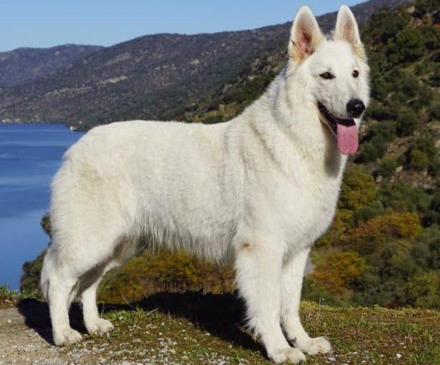 rus pride lovely | White Swiss Shepherd Dog 