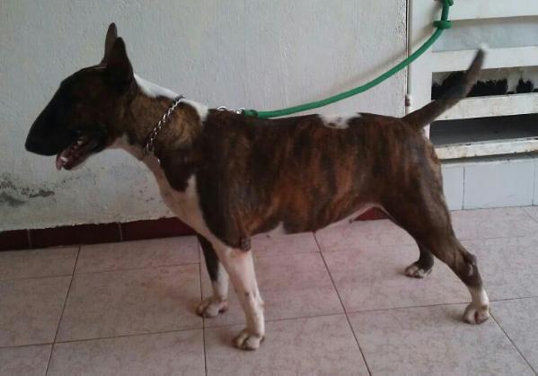 Ikki (Bulnes) | Bull Terrier 