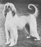 Asri-Havid Of Five Mile | Afghan Hound 