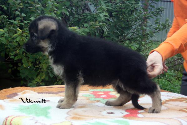 Eimir aus Vikwelt | German Shepherd Dog 