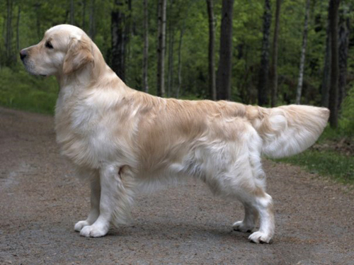 Floprym Rivaldo | Golden Retriever 
