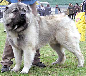 DANILA MASTER IZ SVETLOGO DOMA | Caucasian Mountain Dog 