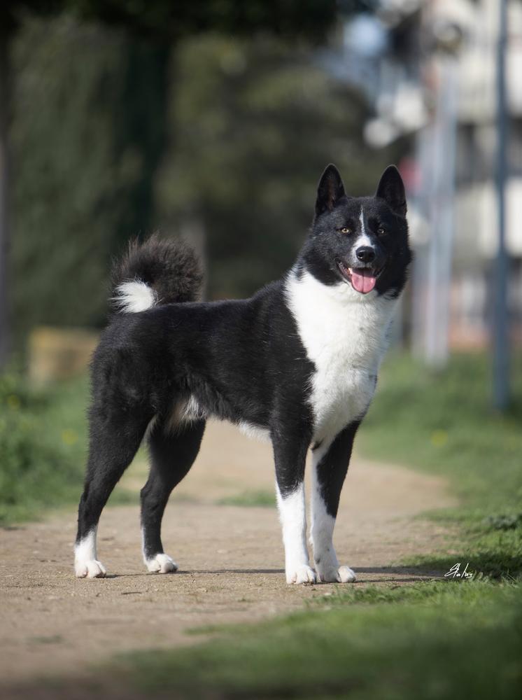 Alphonse Frankenstein Da Villa Saloia | Karelian Bear Dog 