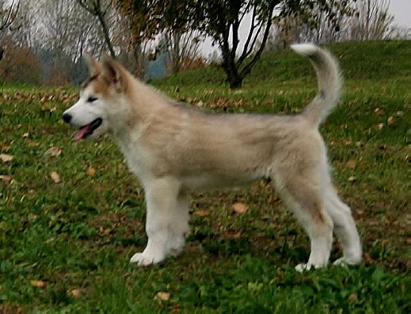 ALUK BHASWAR ( Himachal ) | Alaskan Malamute 