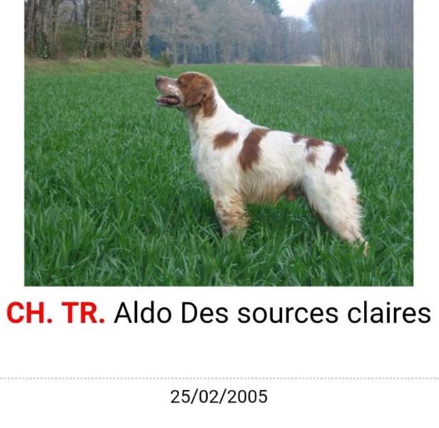 ALDO des Sources Claires | Brittany 