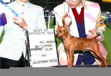 Fenton's T'Seas Mi Victory Party | Miniature Pinscher 