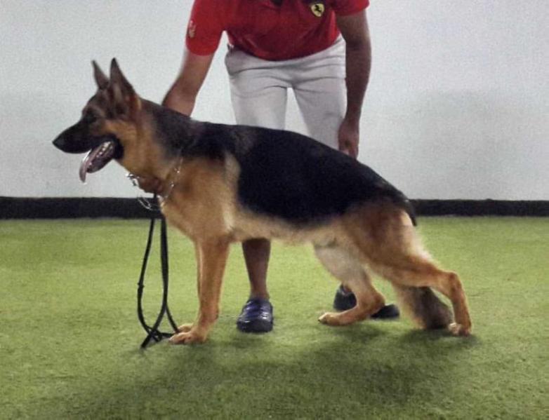 Lex von Logik Land | German Shepherd Dog 