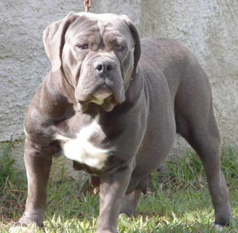 Tranca do molosso di jerivá | Olde English Bulldogge 