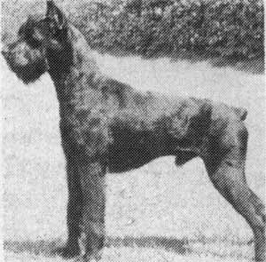 Anton vom Gillbachland | Giant Schnauzer 