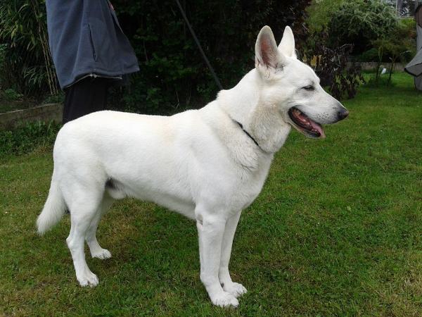 Eole | White Swiss Shepherd Dog 