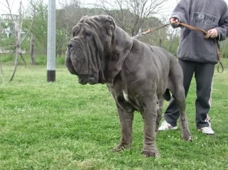 Vulcano del Nolano | Neapolitan Mastiff 