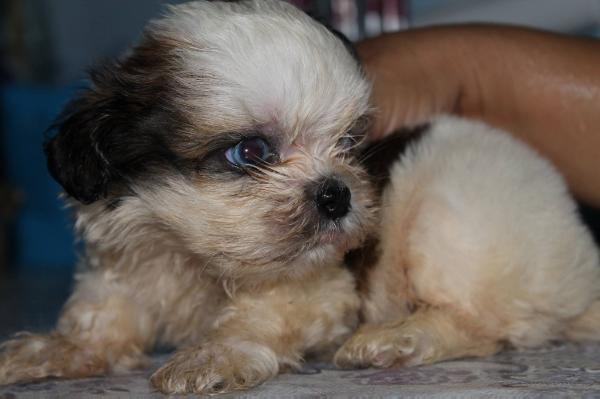 Thunder of nitsuga'S empire | Shih Tzu 