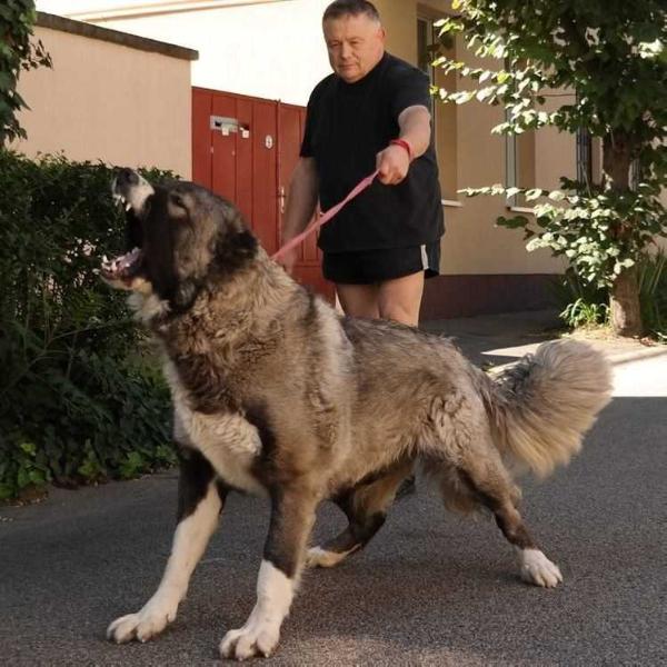 Grosa | Caucasian Mountain Dog 