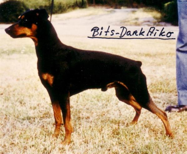 Bitsikka's DARK AIKO | German Pinscher 