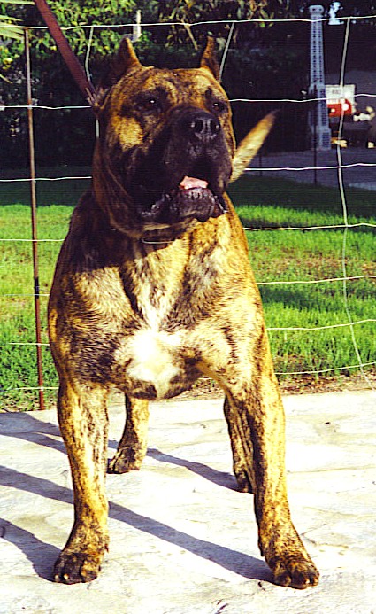 Puma de Alacant-Bull | Perro de Presa Canario 