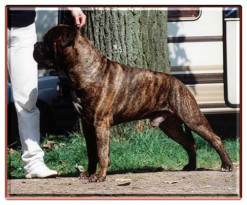 LUVABULL JACK DEMPSEY | Bullmastiff 