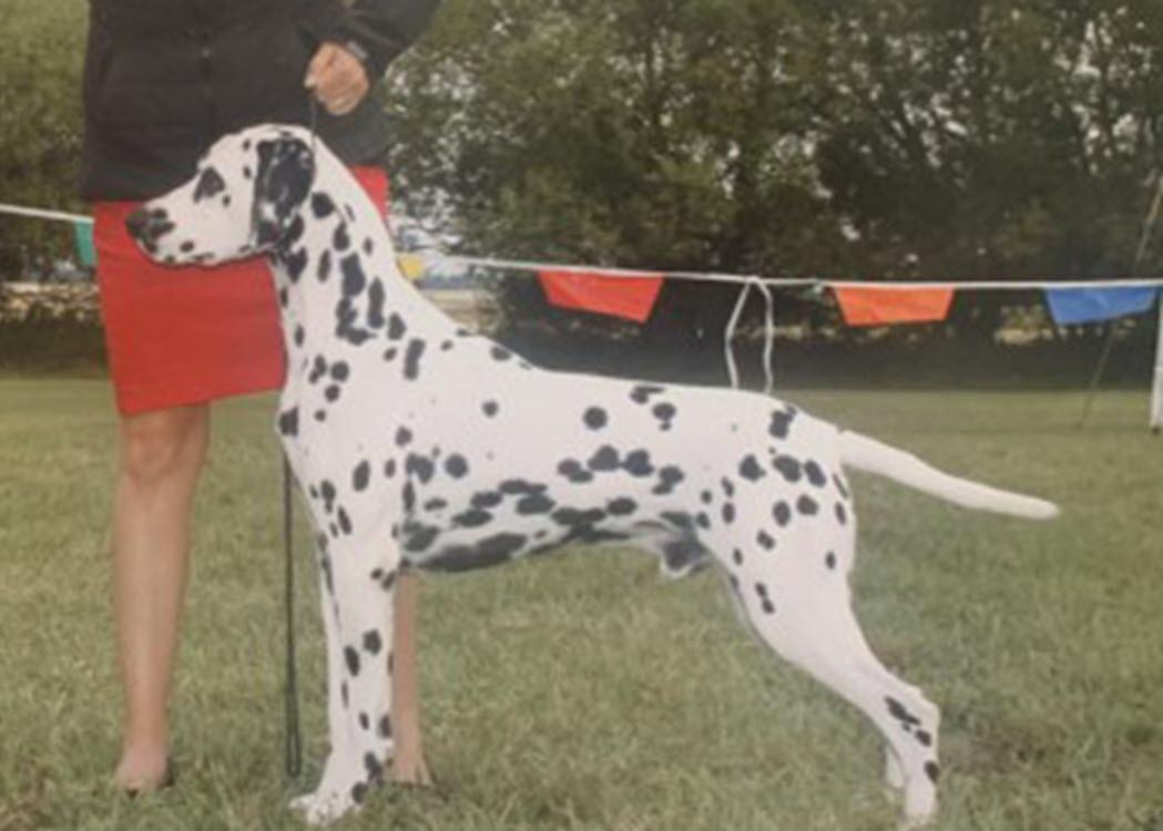 Milo's Cotton Eyed Joe | Dalmatian 