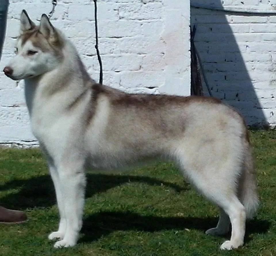 Snowmist's B Pink | Siberian Husky 