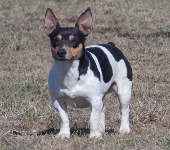 Aspen's Sparticus of C.C.K. | Teddy Roosevelt Terrier 