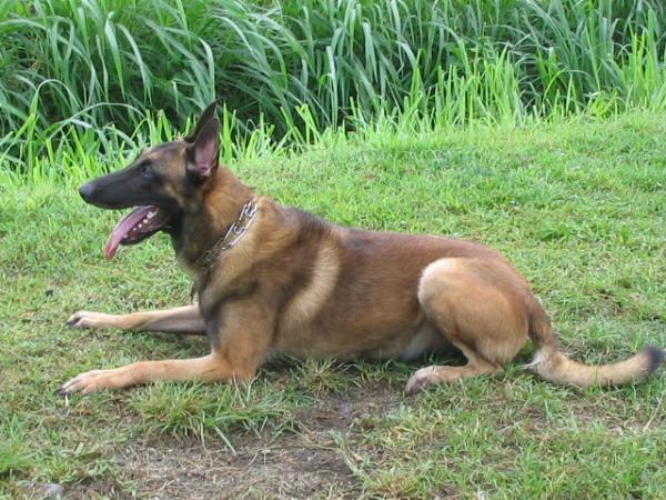 Franco de phdx of mako san | Belgian Malinois 