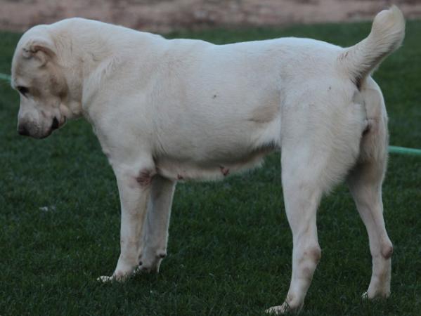 Ortodoks Konvent Nahang | Central Asian Shepherd Dog 