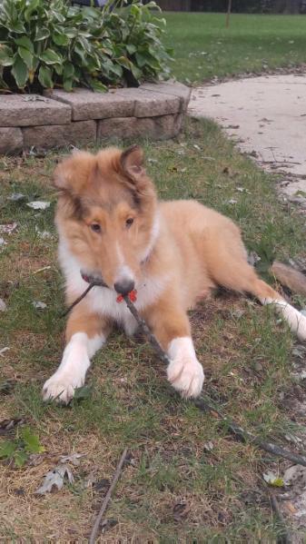 Kodidek's Colby Jack | Rough Collie 