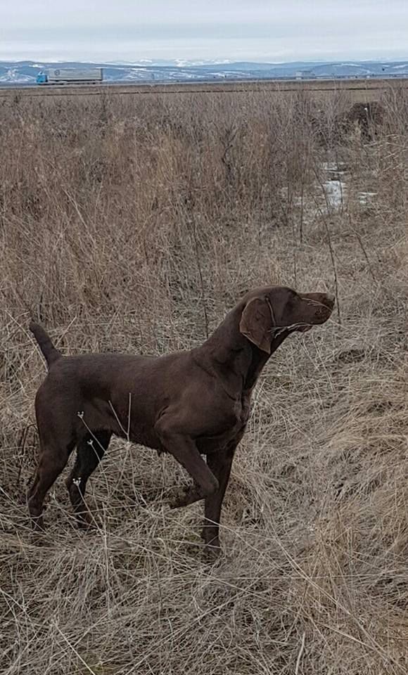 Jara du Rio Parana | German Shorthaired Pointer 