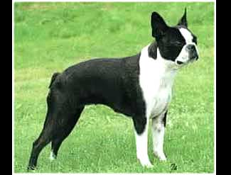 Sirolas Charming Viktoria | Boston Terrier 