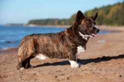 Elfborg Dukat | Cardigan Welsh Corgi 