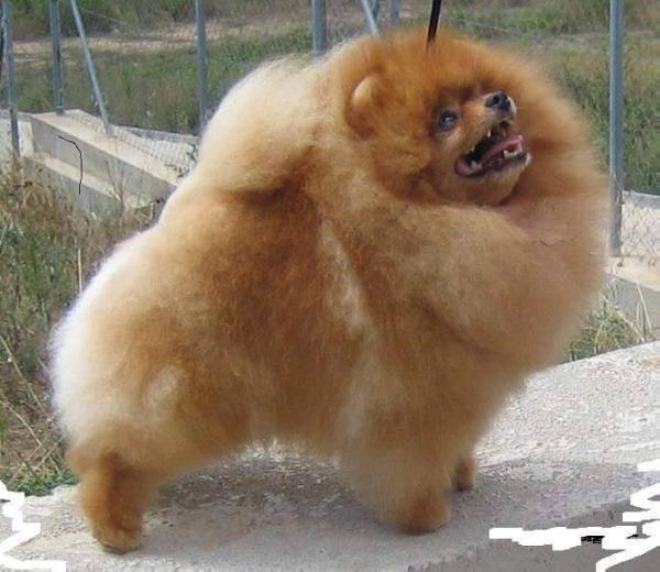 Windsor's Sweet Southern Dreeam | Pomeranian 