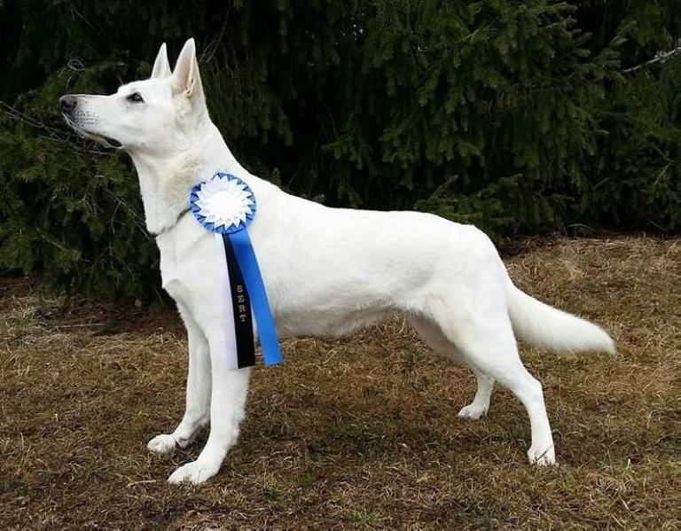 Born to Win Warrior Hotfire | White Swiss Shepherd Dog 