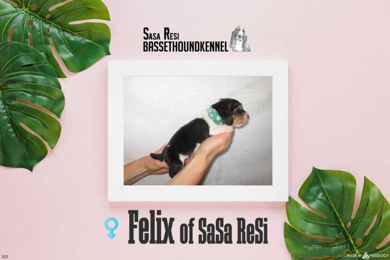 Felix of Sasa Resi | Basset Hound 