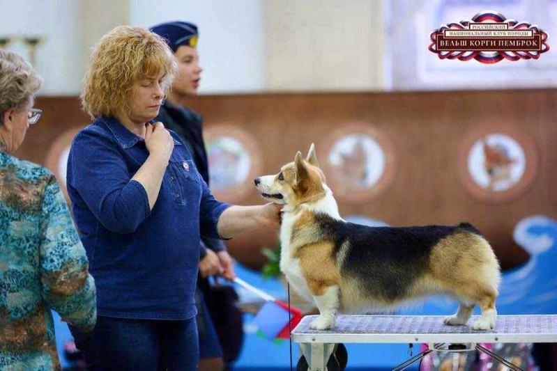 Siggen's Quality Black Pearl n/b | Pembroke Welsh Corgi 