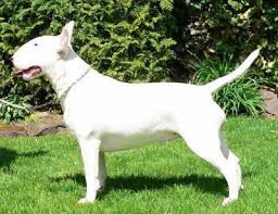 ROXANNE OPALPLAST | Bull Terrier 