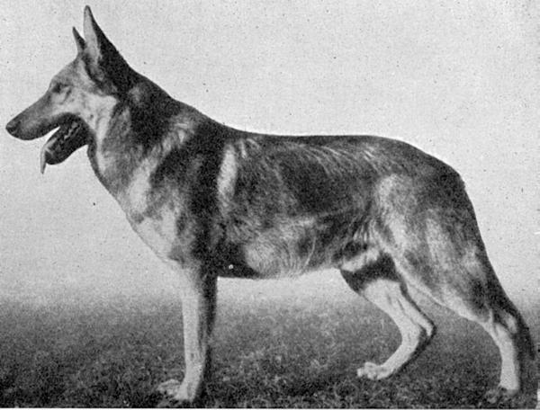 Egon von der Silberkrone | German Shepherd Dog 