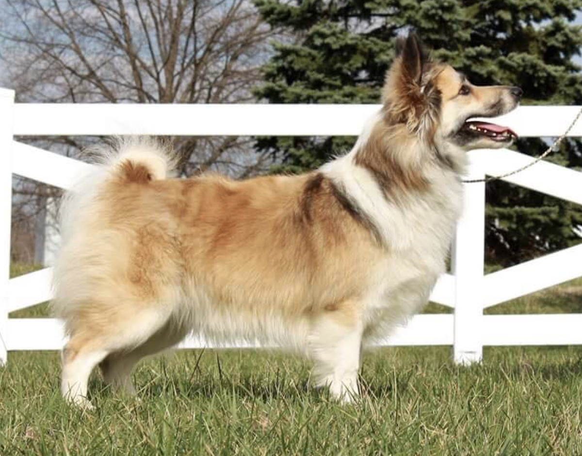 Hidow Tomorrow's Promise at Laurelen | Icelandic Sheepdog 