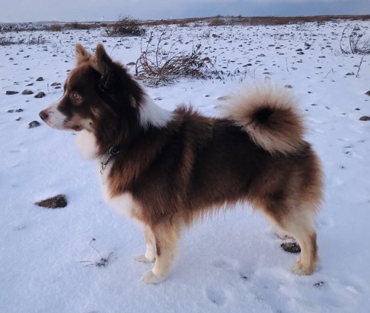 Kersins Sirius | Icelandic Sheepdog 