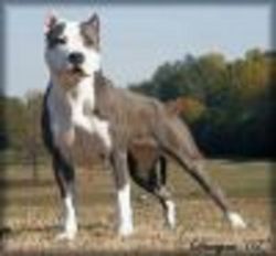 GAFF'S CAUGHT U LOOKIN | American Pit Bull Terrier 