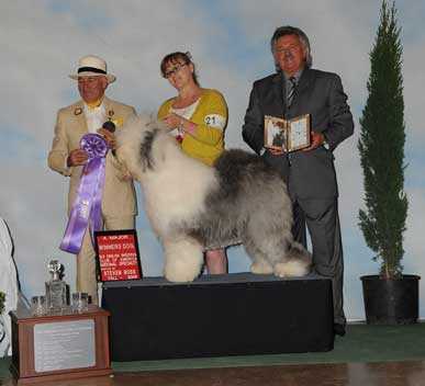 Snowdowne Go For The Gusto | Old English Sheepdog 