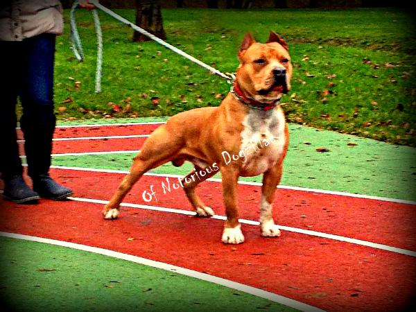 Hooli-Gun Of Notorious Dogzillas | American Staffordshire Terrier 